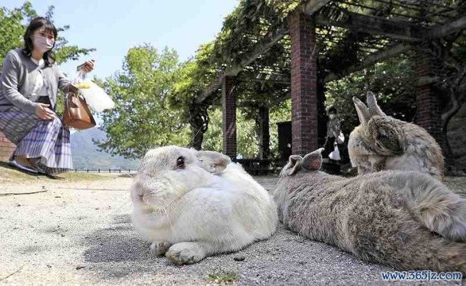 Thỏ trên đảo Okunoshima năm 2021. Ảnh: Japan Times